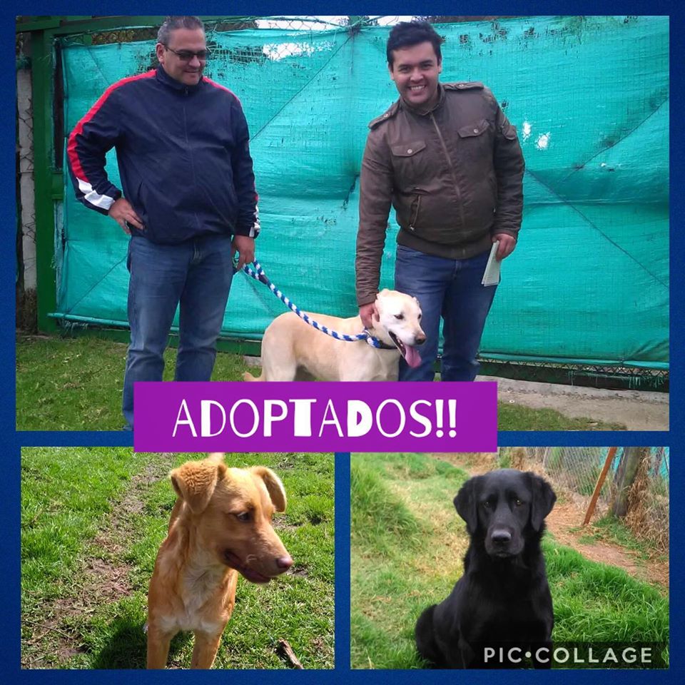 Promovemos la adopción responsable